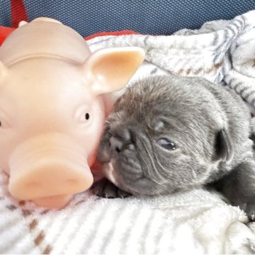 フレンチブルドッグ【埼玉県・女の子・2025年10月7日・ブルー】の写真「めっちゃレアカラー🩵ブルー🩵男の子🩵」