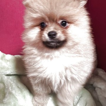 ポメラニアン【埼玉県・女の子・2025年8月30日・オレンジ】の写真「きゅっと詰まった　全体的に良いバランスしてます。」