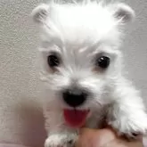 ウエストハイランドホワイトテリア