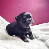 チワワ(ロング)