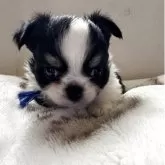 チワワ(ロング)