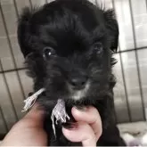 ミックス(チワワ×ミックス、ちわぷー)【埼玉県・女の子・2025年9月14日・ブラックホワイト】の写真1