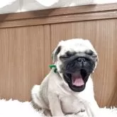 パグ