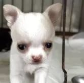 チワワ(スムース)