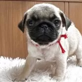 パグ