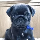 パグ