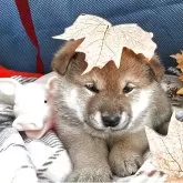 柴犬(標準サイズ)