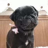 パグ