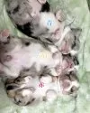 チワワ(スムース)【埼玉県・女の子・2025年4月7日・ブルーマール】の写真2