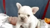 フレンチブルドッグ【埼玉県・男の子・2025年9月7日・クリーム】の写真4