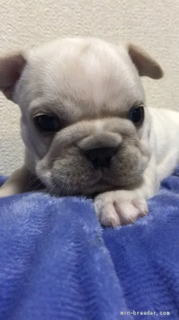 ID：2011-01050の子犬