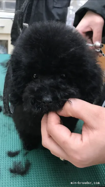 ID:2011-01413の子犬