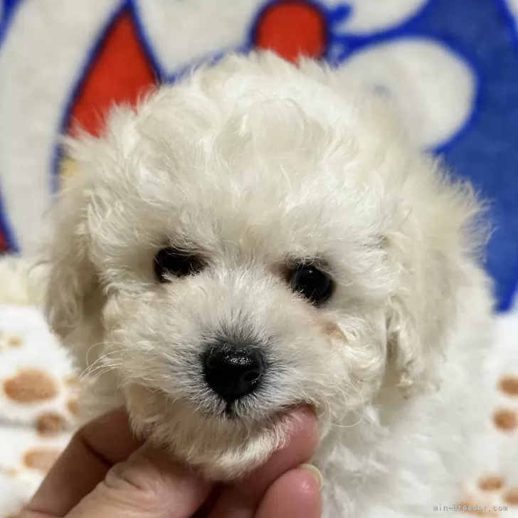 トイプードル(トイ)【東京都・女の子・2025年10月17日・ホワイト】の写真1