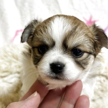 チワワ(ロング)【東京都・女の子・2025年10月1日・フォーンホワイト】の写真「お茶目な女の子」