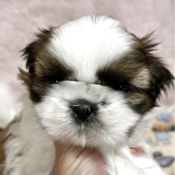 シーズー【東京都・男の子・2025年7月27日・ゴールドホワイト】の写真「可愛いやんちゃボーイ」