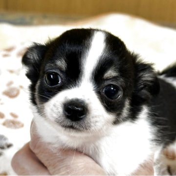 チワワ(ロング)【東京都・男の子・2025年6月1日・ホワイト&ブラックタン】の写真「やんちゃボーイ」