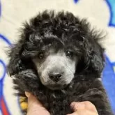 トイプードル(トイ)