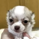 チワワ(ロング)