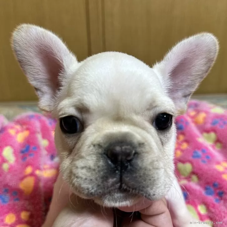 ID:2404-03693の子犬