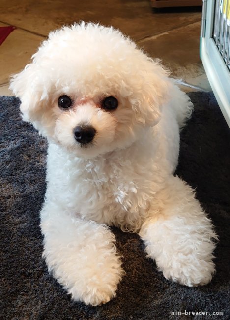 島本　衆(しまもと　しゅう)ブリーダー(埼玉県・ビションフリーゼなど・JKC登録)の紹介写真10