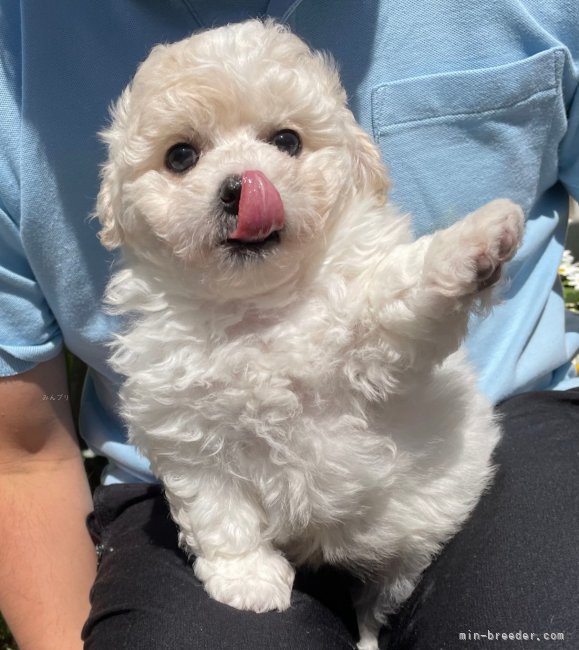 島本　衆(しまもと　しゅう)ブリーダー(埼玉県・ビションフリーゼなど・JKC登録)の紹介写真2