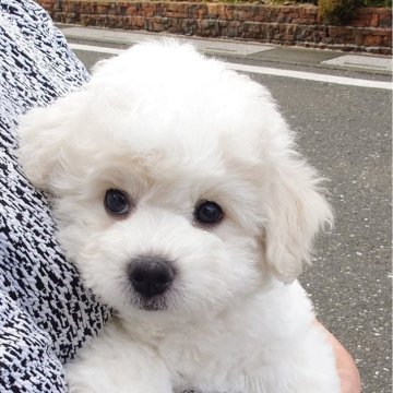 ビションフリーゼ【埼玉県・男の子・2025年9月18日・ホワイト】の写真「穏やかで人懐っこい男の子です！」