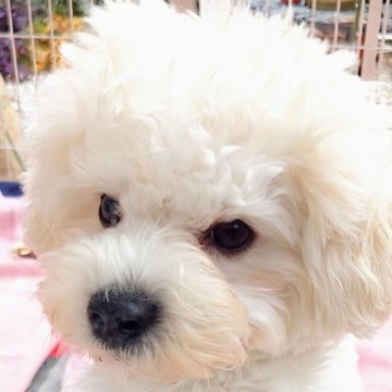 ビションフリーゼ【埼玉県・男の子・2024年7月3日・ホワイト】の写真「元気いっぱいでニコニコした男の子です」