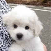 ビションフリーゼ