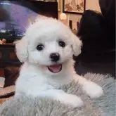 ビションフリーゼ