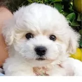 ビションフリーゼ【埼玉県・男の子・2025年9月18日・ホワイト】の写真1