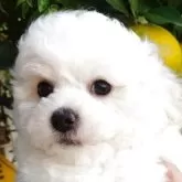 ビションフリーゼ