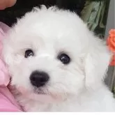 ビションフリーゼ