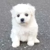 ビションフリーゼ