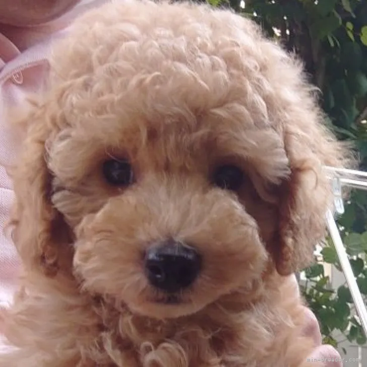 H.K 様のお迎えした子犬