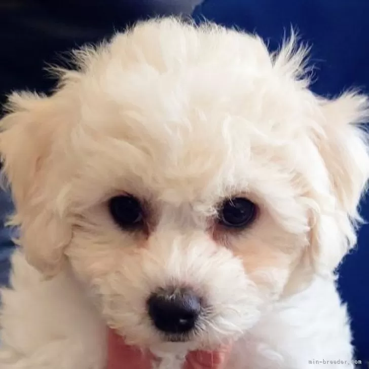 Y.T 様のお迎えした子犬