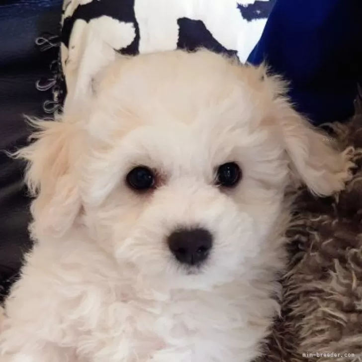 hapi 様のお迎えした子犬
