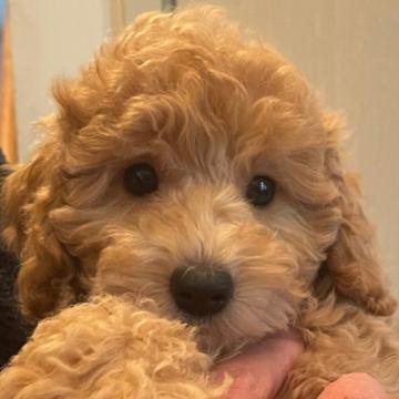 トイプードル(トイ)【埼玉県・男の子・2022年10月21日・レッド】の写真「毛量豊富な元気で活発な男の子です。」