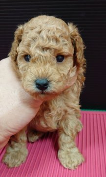 トイプードル(トイ)【埼玉県・男の子・2022年10月21日・レッド】の写真「毛量豊富で元気な男の子です！」