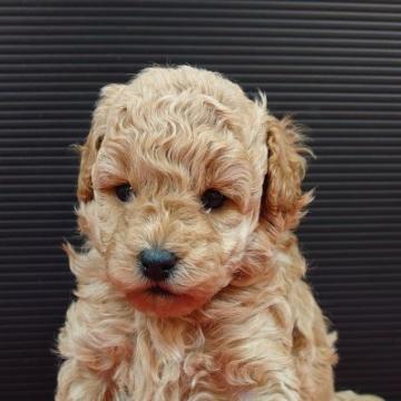 トイプードル(トイ)【埼玉県・女の子・2022年10月21日・クリーム】の写真「毛色がキレイなかわいい女の子です。」