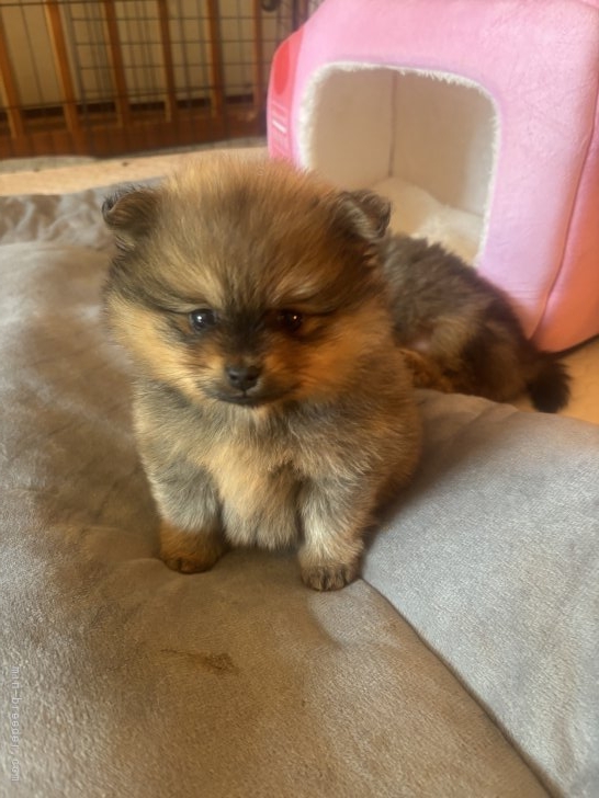 原口博ブリーダーのブログ：小ぶりな3兄妹です。💓💓💓