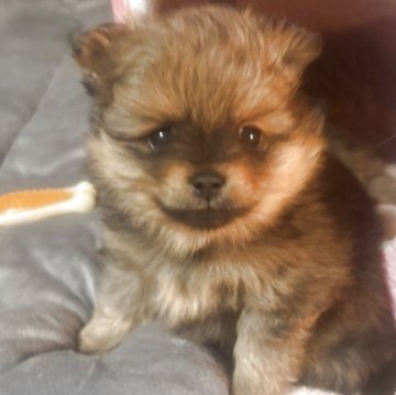 ポメラニアン【長崎県・女の子・2025年10月28日・オレンジセーブル】の写真「小ぶりな3兄妹です。💓」