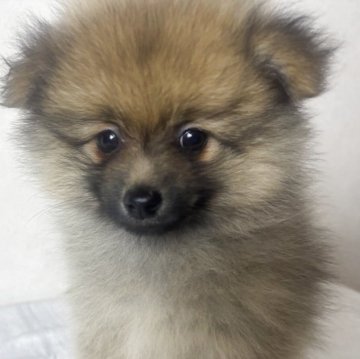ポメラニアン【長崎県・男の子・2025年10月5日・オレンジ】の写真「是非会いに来て下さいね🐶」