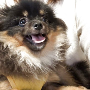 ポメラニアン【長崎県・男の子・2025年5月4日・ブラックタン】の写真「小さなライオン🦁みたいです。🤩」