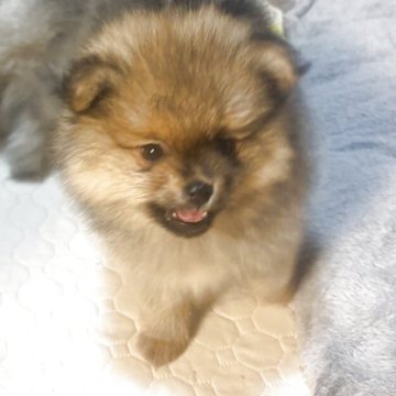 ポメラニアン【長崎県・男の子・2025年10月5日・オレンジ】の写真「ふわふわの男の子💓💓💓」
