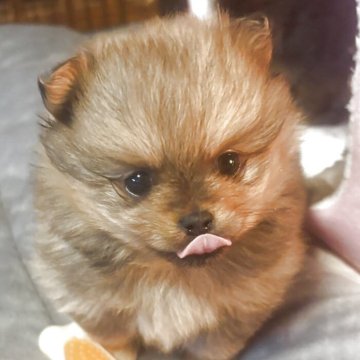 ポメラニアン【長崎県・女の子・2025年10月28日・オレンジ】の写真「とても顔も体格も小ぶりな女の子です。💓」