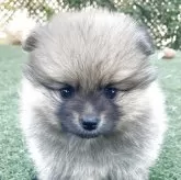 ポメラニアン