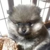 ポメラニアン