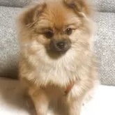 ポメラニアン【長崎県・女の子・2025年5月13日・オレンジ】の写真2