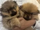 ポメラニアン【長崎県・女の子・2024年10月20日・オレンジセーブル】の写真4「ハイポーズ🐶」