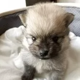 ポメラニアン【長崎県・男の子・2025年10月5日・クリーム】の写真5